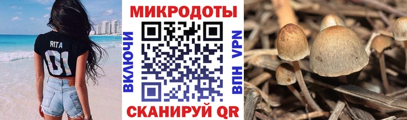Псилоцибиновые грибы прущие грибы  Зубцов 
